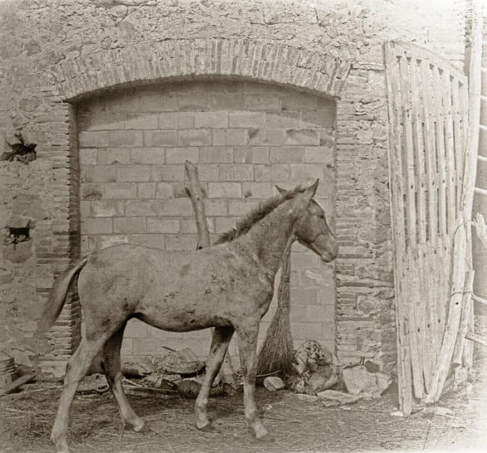 Mas Feliu c.1930